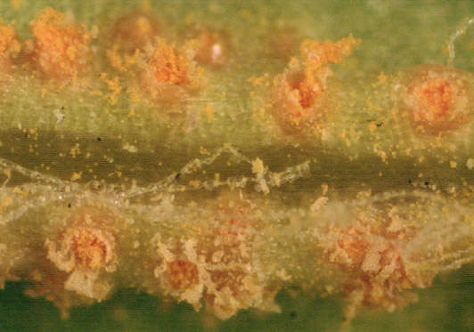 Image of Puccinia lagenophorae Cooke 1884