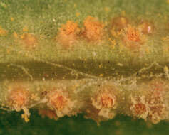 Image of Puccinia lagenophorae Cooke 1884