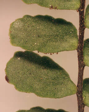 Image of maidenhair spleenwort