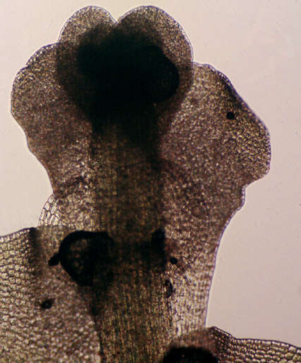 Image of Calypogeia muelleriana (Schiffn.) Müll. Frib.