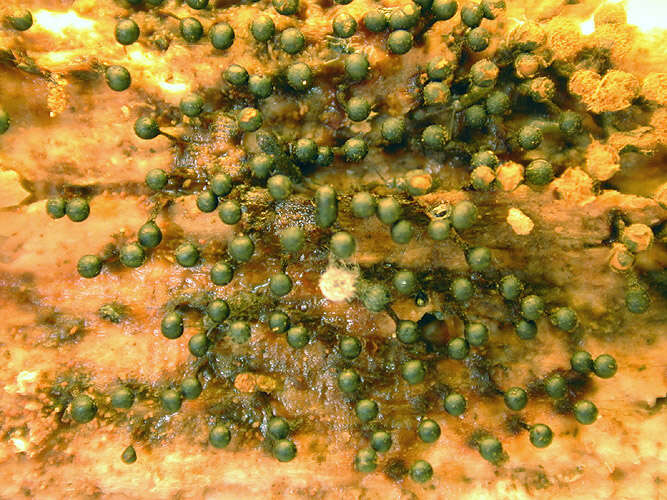 Image of Trichia botrytis