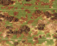 Image de Puccinia kusanoi Dietel 1899