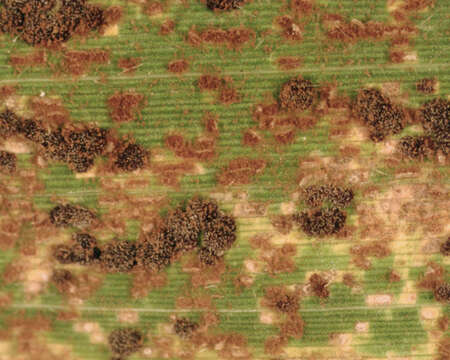 Puccinia kusanoi Dietel 1899的圖片