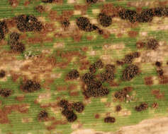 Image de Puccinia kusanoi Dietel 1899