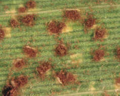 Puccinia kusanoi Dietel 1899的圖片