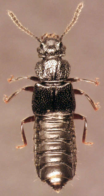 Image of Anotylus rugosus (Fabricius 1775)