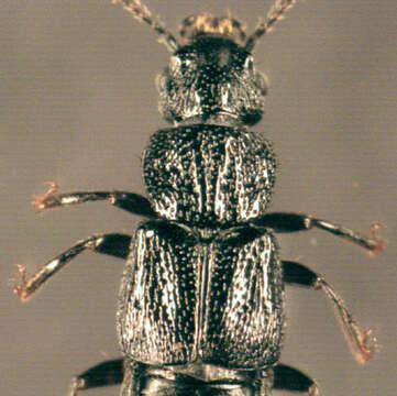 Image of Anotylus rugosus (Fabricius 1775)