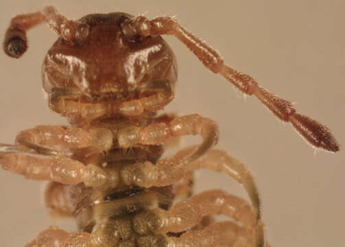 Image of Flat-backed millipede