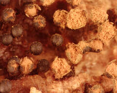 Image of Trichia botrytis