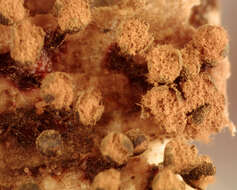 Image of Trichia botrytis