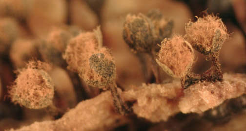 Image of Trichia botrytis