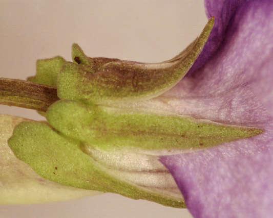 Image of common dog-violet