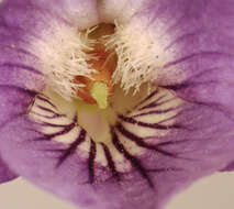 Image of common dog-violet