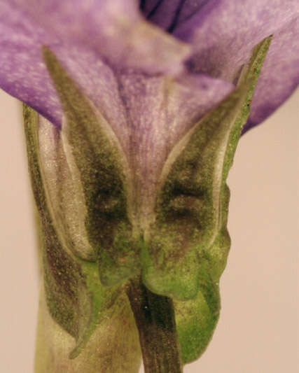 Image of common dog-violet