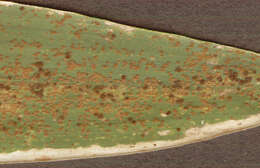 Puccinia kusanoi Dietel 1899的圖片