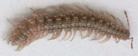 Image of Flat-backed millipede
