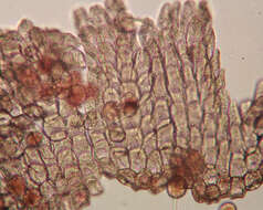 Image of Puccinia lagenophorae Cooke 1884