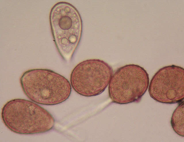 Puccinia kusanoi Dietel 1899的圖片