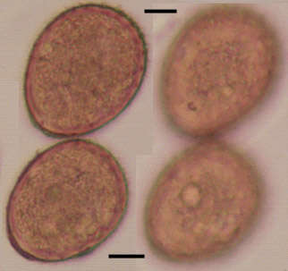 Puccinia kusanoi Dietel 1899的圖片