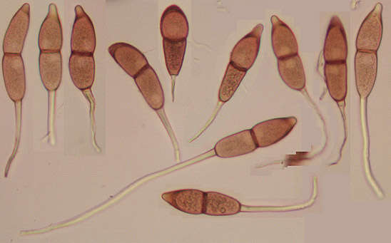 Puccinia kusanoi Dietel 1899的圖片