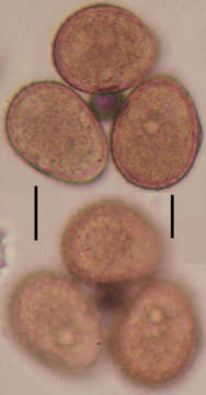 Puccinia kusanoi Dietel 1899的圖片