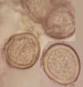 Image of Entyloma ficariae A. A. Fisch. Waldh. 1877