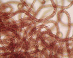 Image of Trichia botrytis