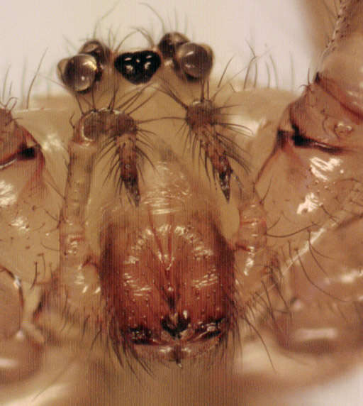 Image of Long-bodied Cellar Spider