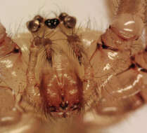 Image of Long-bodied Cellar Spider