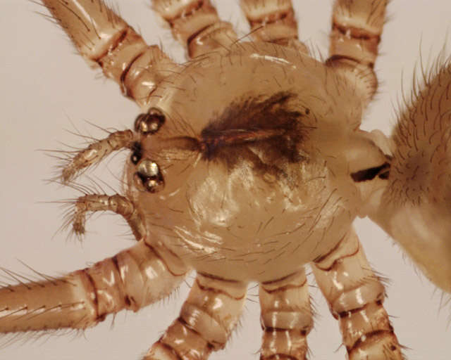 Image of Long-bodied Cellar Spider