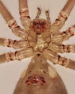 Image of Long-bodied Cellar Spider