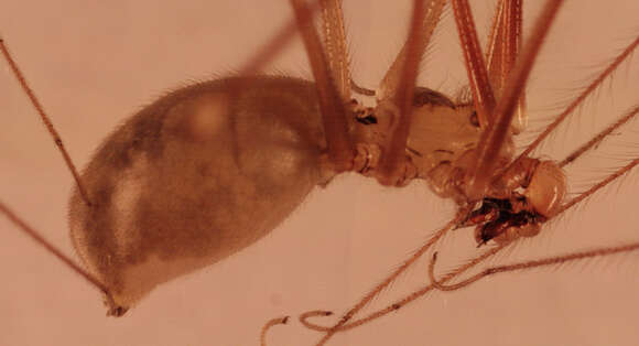 Image of Long-bodied Cellar Spider