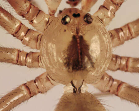 Image of Long-bodied Cellar Spider