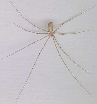 Image of Long-bodied Cellar Spider