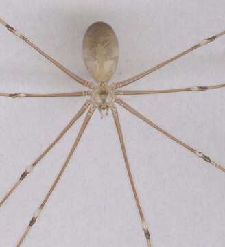 Image of Long-bodied Cellar Spider