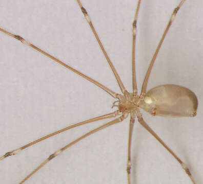 Image of Long-bodied Cellar Spider