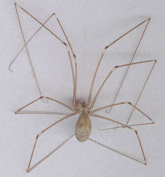 Image of Long-bodied Cellar Spider