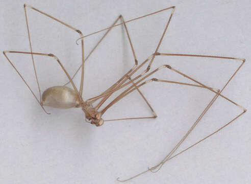 Image of Long-bodied Cellar Spider