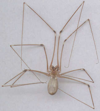 Image of Long-bodied Cellar Spider