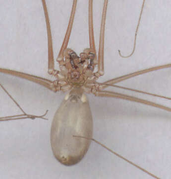 Imagem de Pholcus phalangioides (Fuesslin 1775)