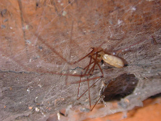 Image of Long-bodied Cellar Spider