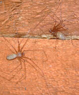 Image of Long-bodied Cellar Spider