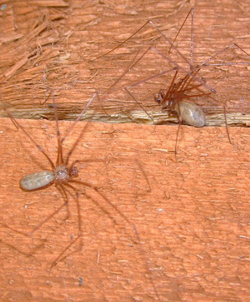 Image of Long-bodied Cellar Spider