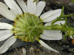 Sivun Tripleurospermum maritimum subsp. maritimum kuva