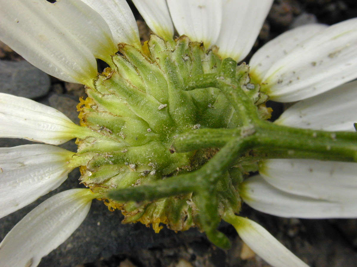 Sivun Tripleurospermum maritimum subsp. maritimum kuva