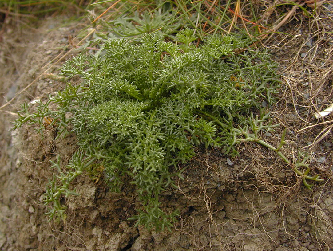 Sivun Tripleurospermum maritimum subsp. maritimum kuva