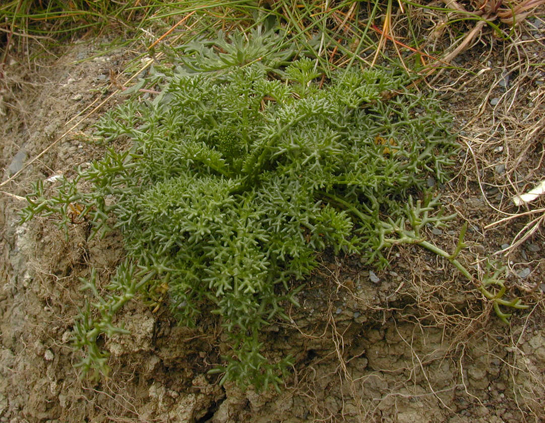 Image of false mayweed