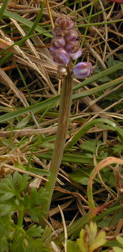 Image of autumn squill