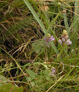 Image of autumn squill