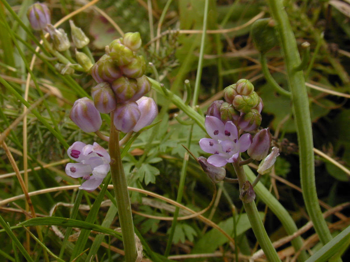 Image of autumn squill